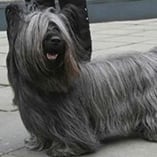 skye terrier